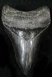 Serrated Lower Megalodon Tooth - South Carolina #26490-1